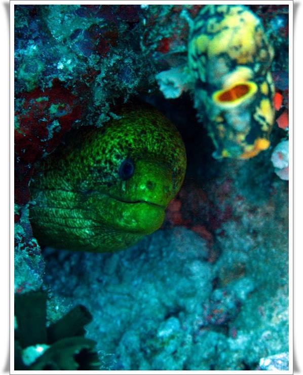 Hotel Anilao Scuba Dive Center Batangas Exterior foto